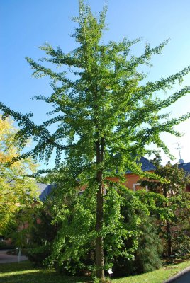 Ginkgo biloba - jinan dvoulaločný - habitus